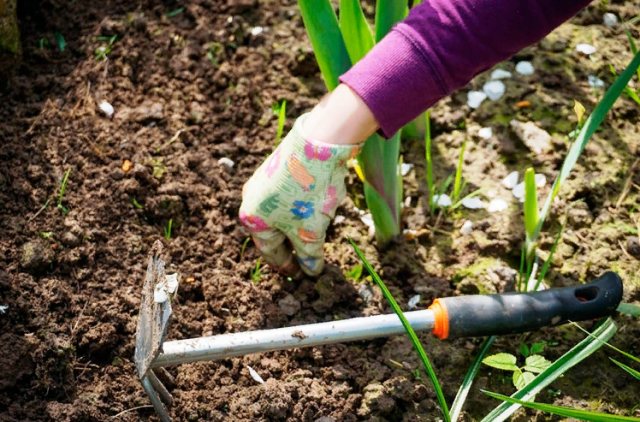 Весняні роботи на городі: з чого почати