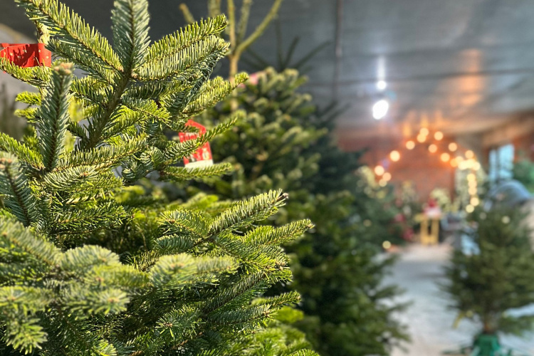 Ялинка після свят: коли прибирати без шкоди для дому - фото з відкритих джерел