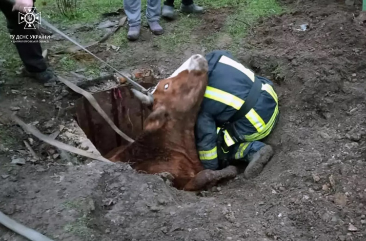 У Кривому Розі під землю провалилася худоба, рятувальникам знадобилась допомога місцевих