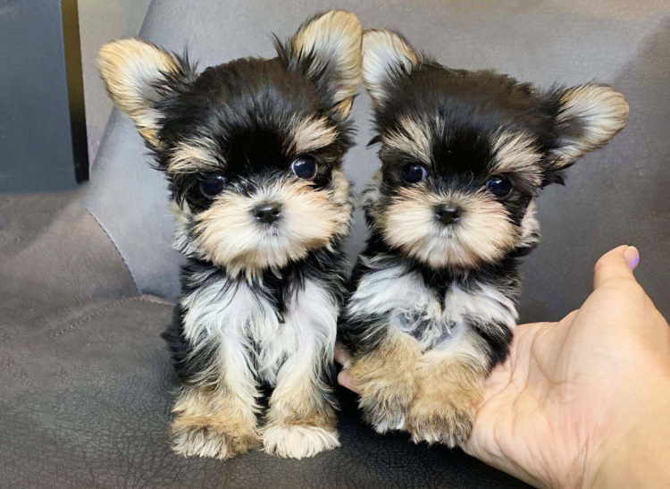 Вибираємо ім’я для кота чи собаки - фото з відкритих джерел