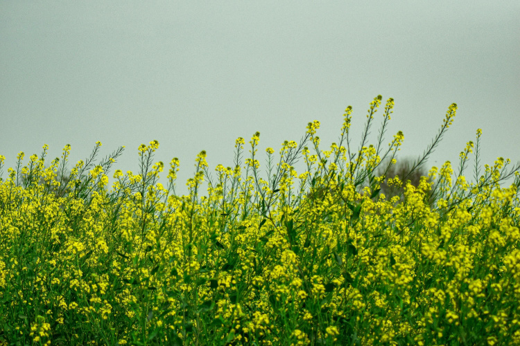 Що любить земля після картоплі: поради для дачників - фото з відкритих джерел