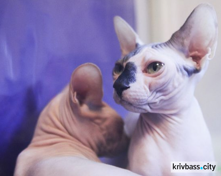 В Кривом Роге прошла международная выставка кошек (ФОТО)