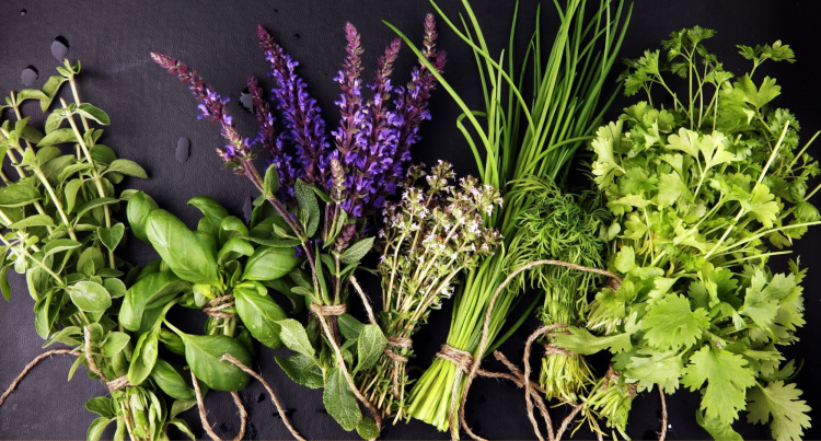 Шість трав, які краще сіяти в приміщенні заздалегідь - фото з відкритих джерел