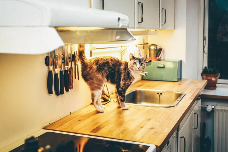 Як відучити кота лазити по столах: корисні поради для котолюбів
