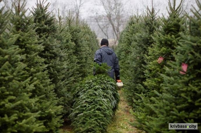 Продаж ялинок, фото з відкритих джерел 