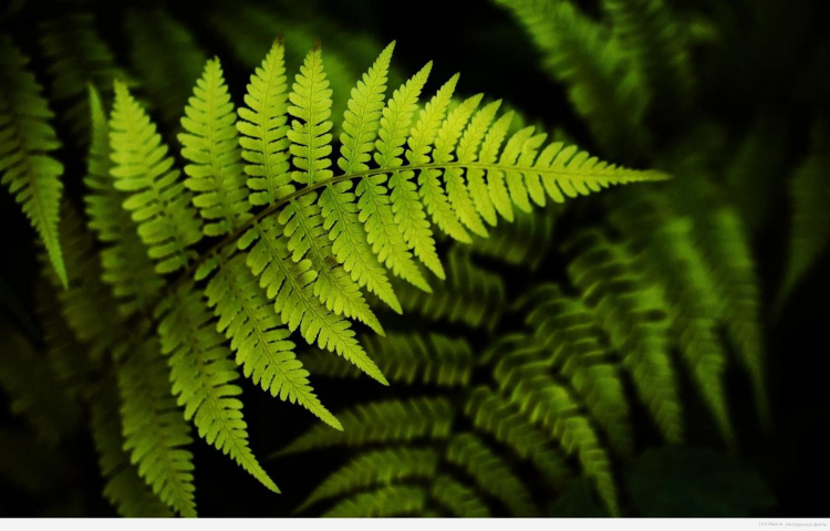 Весняне відродження: як оживити папороті після зими - фото з відкритих джерел