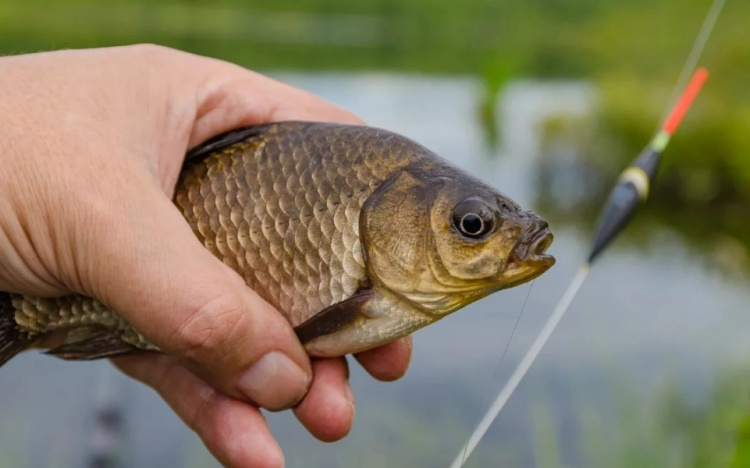 Риба - фото ілюстративне з відкритих джерел