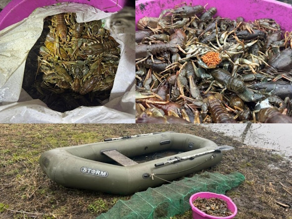 На Криворіжжі викрили незаконний вилов раків: збитки перевищили 700 тисяч гривень