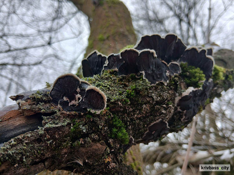 Гриб, що нагадує «вушка»: на Дніпропетровщині з’явився гриб, популярний в азійській кухні