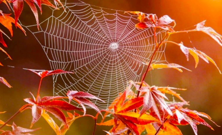 Бабине літо: міфи, традиції та теплі дні жовтня 2025 - фото з відкритих джерел