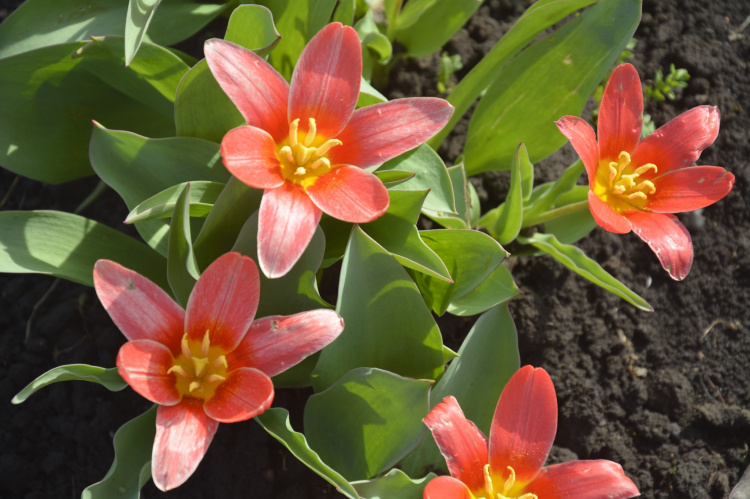 Весняний настрій у Кривому Розі: мешканців запрошують відвідати ботанічний сад