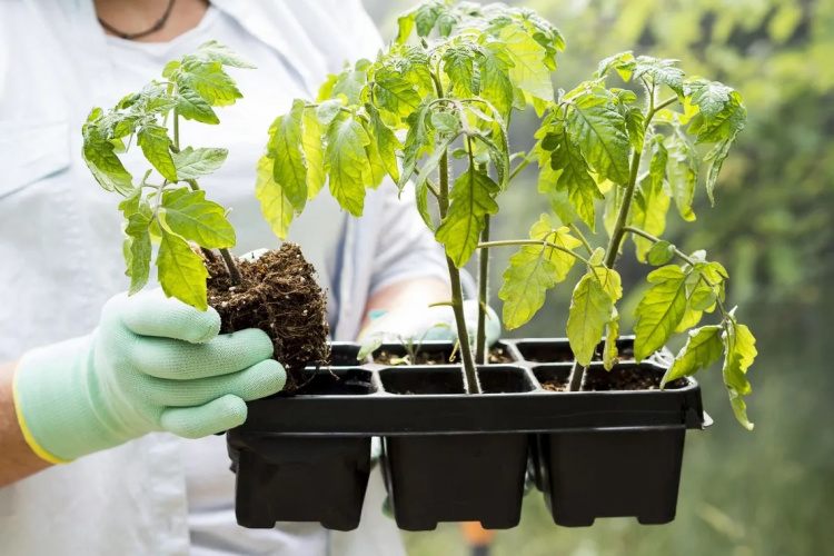 Що робити, якщо розсада слабне: поради для городників - фото з відкритих джерел