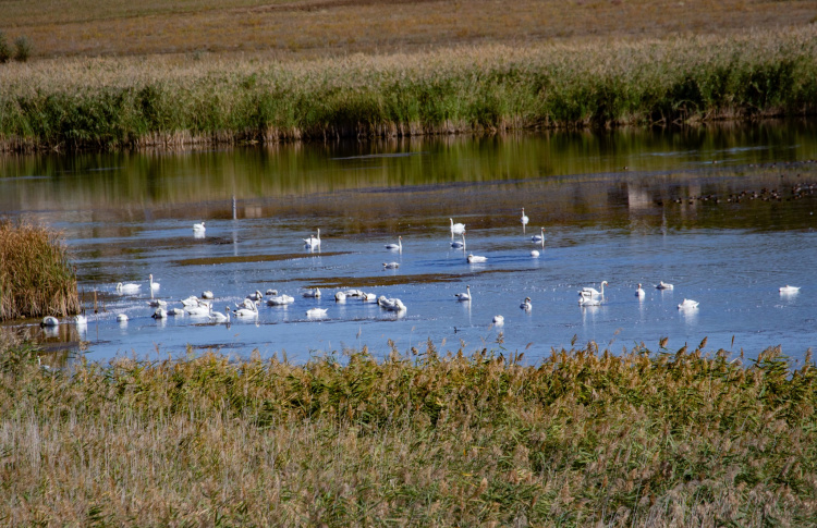 Лебеді біля Кривого Рогу -фото спільнота "Природа Криворіжжя"