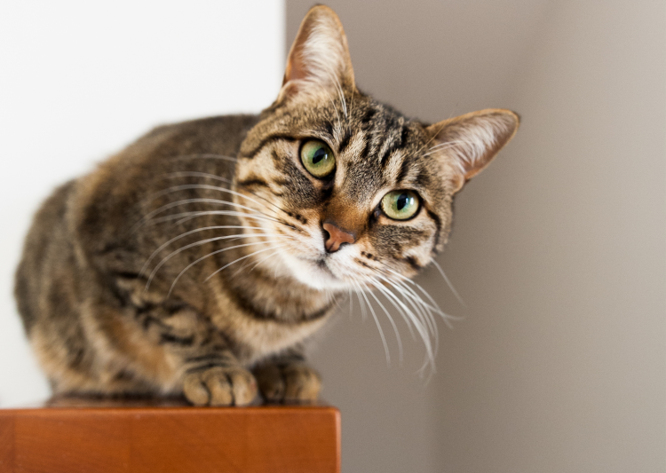 Коти не пустують навмисно: фахівці розвінчали популярний міф - фото з відкритих джерел