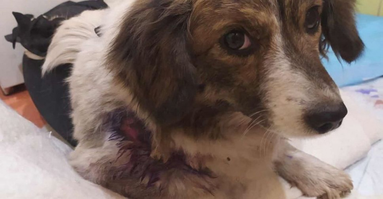 Резали ножом и вспороли живот: в Кривом Роге зоозащитники спасают собаку, над которой поиздевались подростки (фото)