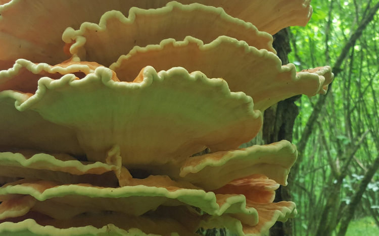 Гриб на смак як курка: секрети трутовика сірчано-жовтого - фото з відкритих джерел