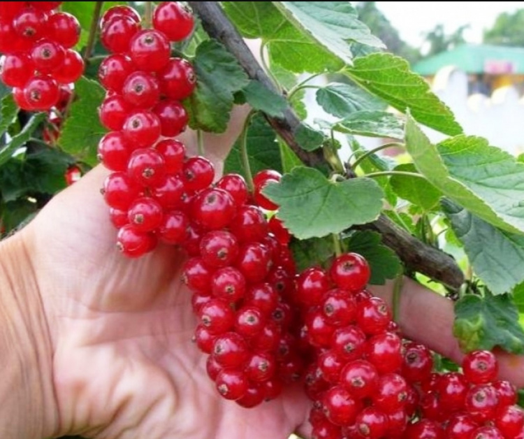 Чим корисна порічка та хто має обережно її вживати - фото з відкритих джерел