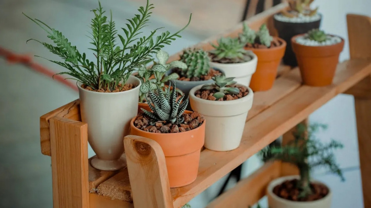 Рослини та доля: чому предки боялися дарувати вазони - фото з відкритих джерел