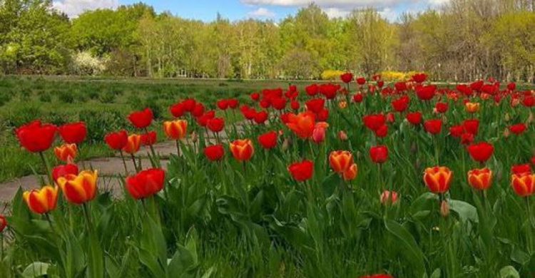Цветущий Кривой Рог: в городе высажено 2500 кустов и 1190 деревьев
