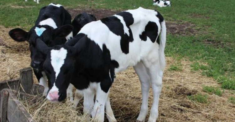 Криворожанам на заметку: как получить и размер дотации за разведение крупного рогатого скота