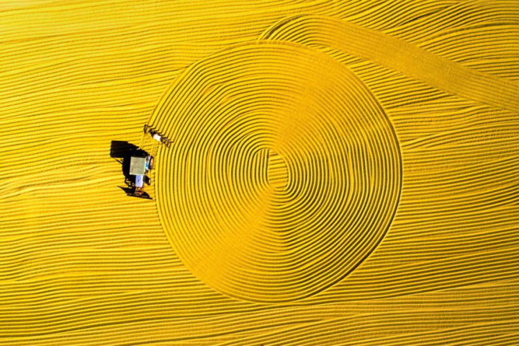 Рисовые поля в Хуайане, провинция Цзянсу, Китай.