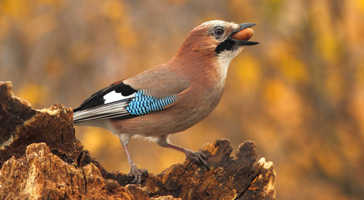 Чому сойки восени так метушаться - фото з відкритих джерел