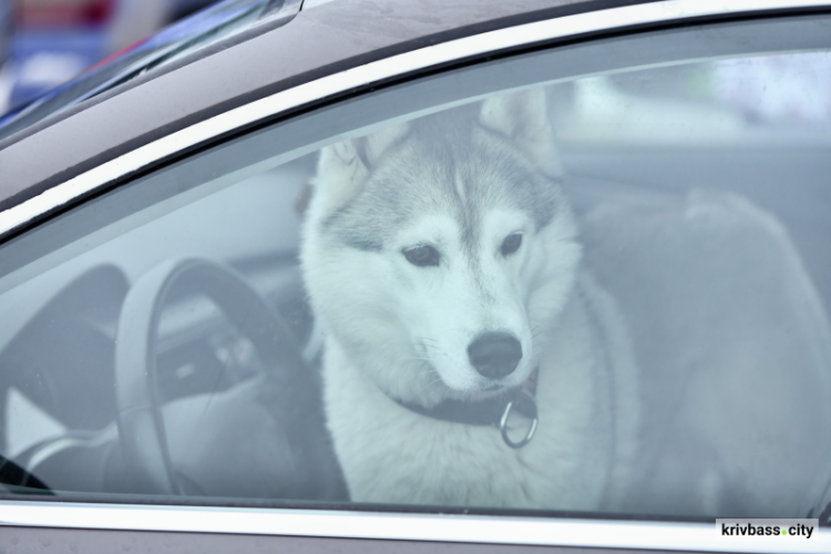 За знущання над тваринами можна сісти за ґрати: криворіжцям нагадали про суворі санкції