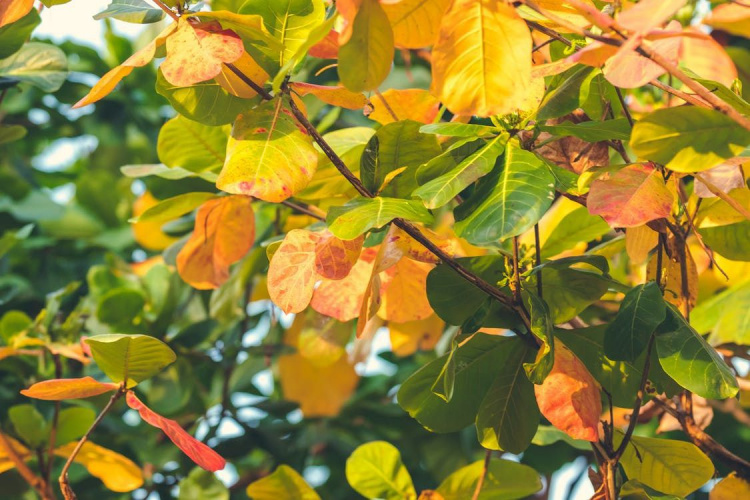 Що робити з опалим листям: поради для господарів - фото з відкритих джерел