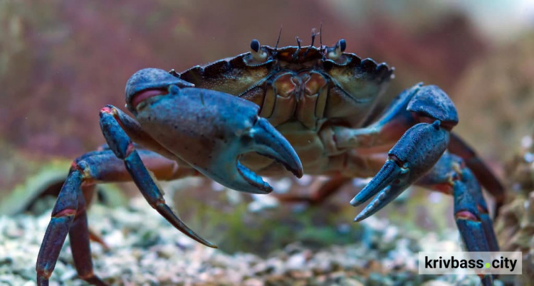 фото з відкритих джерел