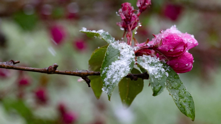 Теплий, але дощовий старт квітня: чого чекати від погоди в Україні з 30 березня по 5 квітня