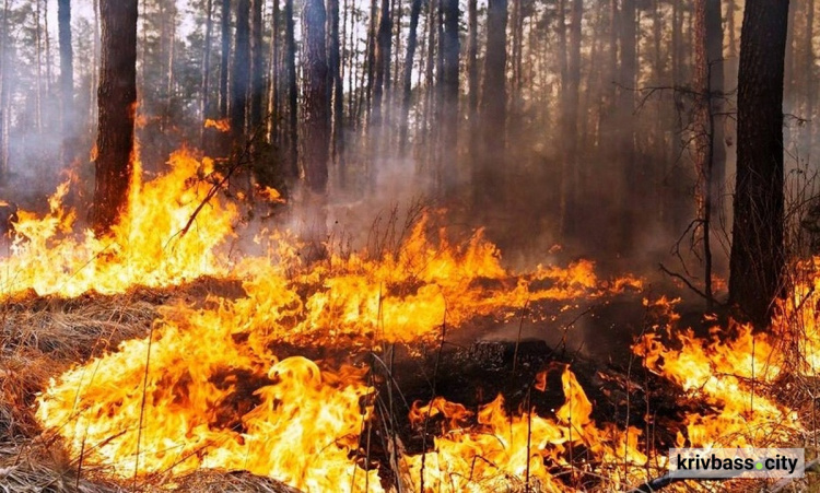 Сезон пожеж: рятувальники закликають не спалювати суху траву