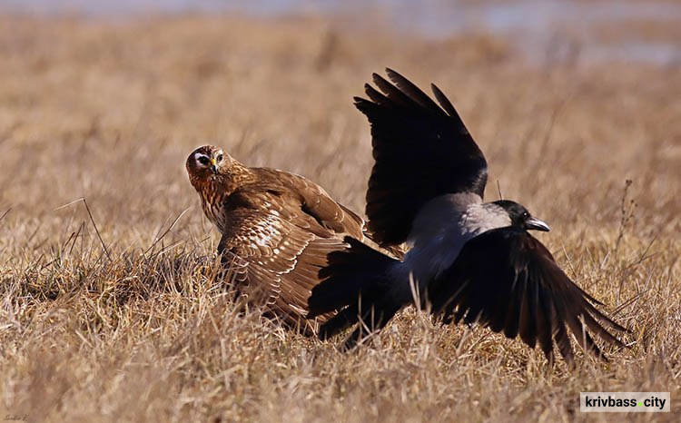 фото Віктора Севідова 