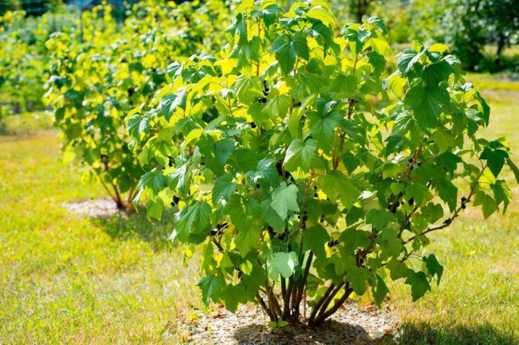 Смородина буде всипана ягодами: чим підживити кущі навесні - фото з відкритих джерел