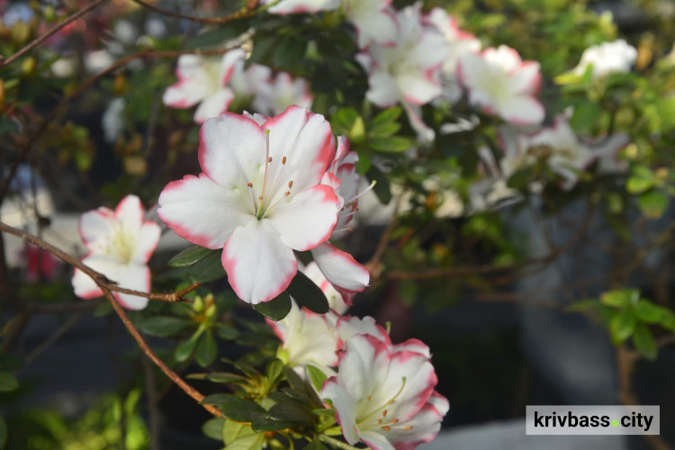 Фото Криворізького ботанічного саду