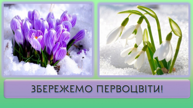 Краса не для букета: за які весняні квіти криворіжців штрафуватимуть