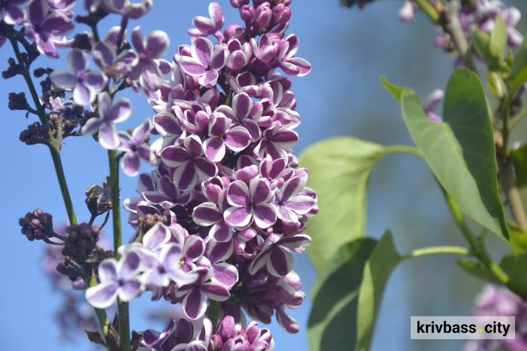 фото Криворізького ботанічного саду
