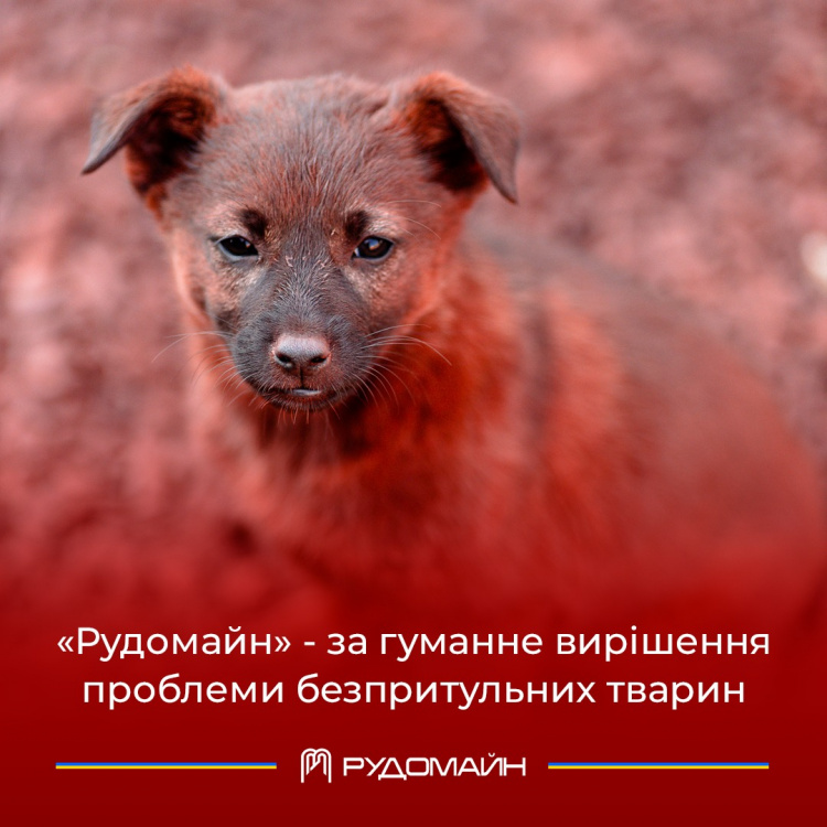 Червоні собаки у Кривому Розі: "Рудомайн" контролюватиме популяцію безпритульних тварин на промислових майданчиках