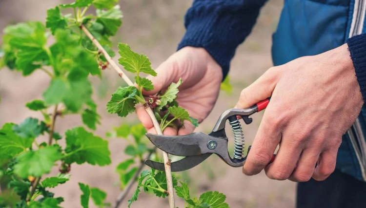 Виявилося, що рослини можуть “кричати” від стресу - фото з відкритих джерел