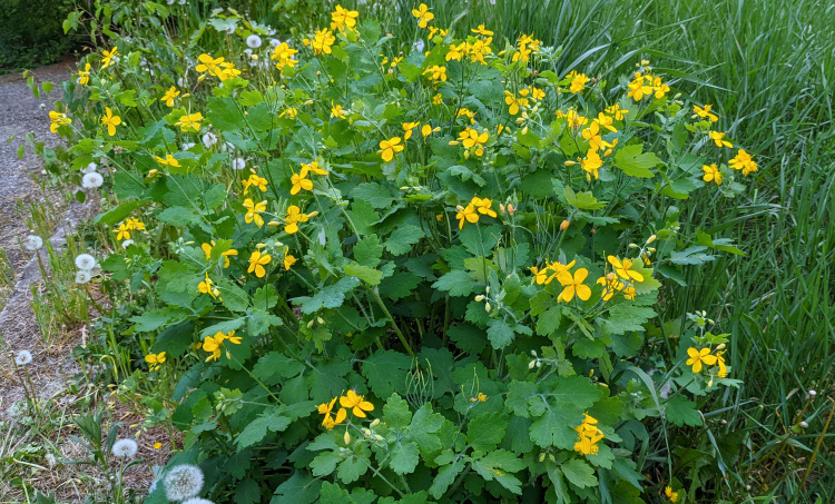 Бур’ян чи користь? Все про чистотіл на вашій ділянці - фото з відкритих джерел