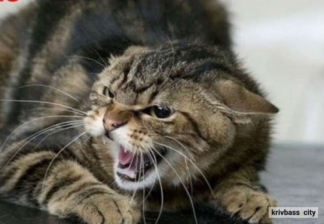 фото з відкритих джерел 