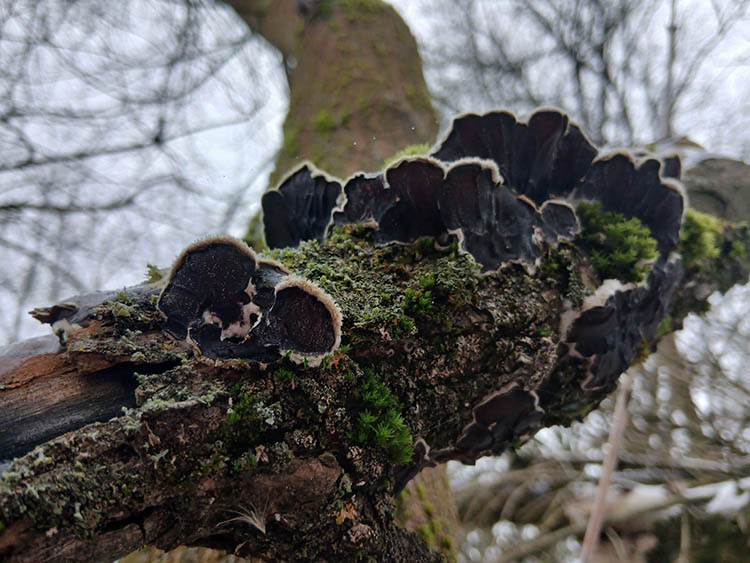 Фото: "Гриби України".
