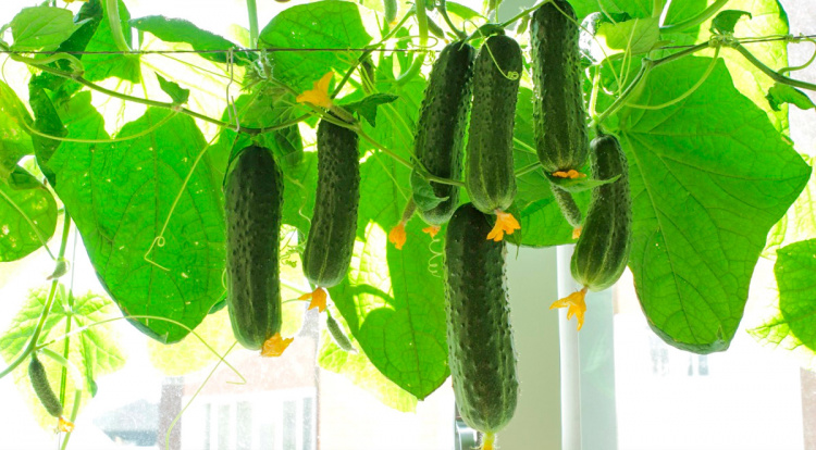 Смачні огірки щодня: практичний гід для садівника - фото з відкритих джерел
