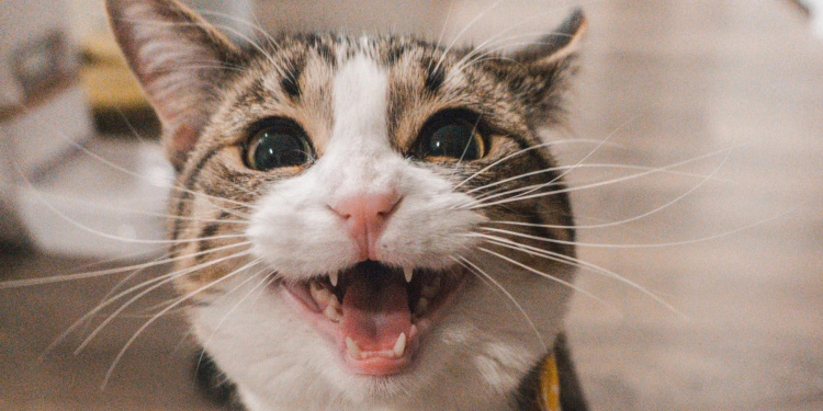 Що означають незвичайні поведінкові «капризи» кота - фото з відкритих джерел