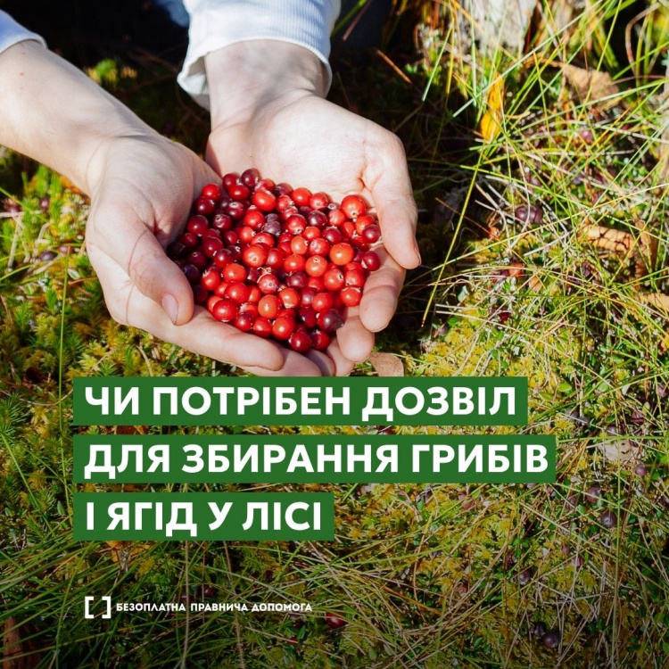 Грибників штрафують: за що можуть покарати криворіжців в лісі