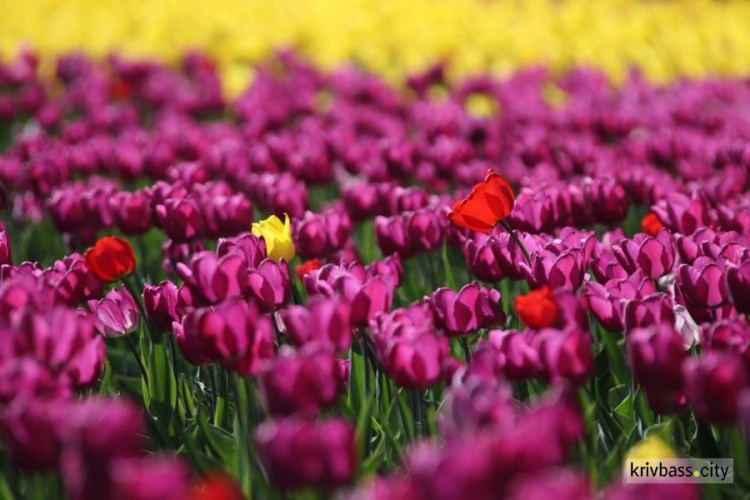 Цветущий Кривой Рог: в городе высажено 2500 кустов и 1190 деревьев