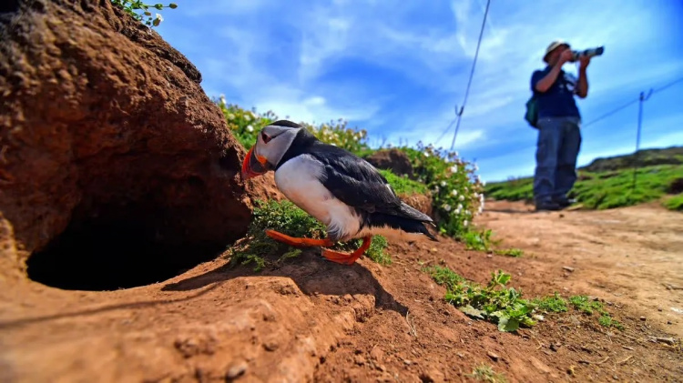 Робота серед тисяч птахів: як пожити безкоштовно на острові в Уельсі - фото з відкритих джерел