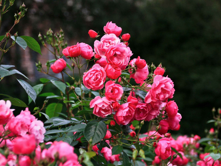 Тихий світ, що звучить: рослини видають ультразвук під час стресу