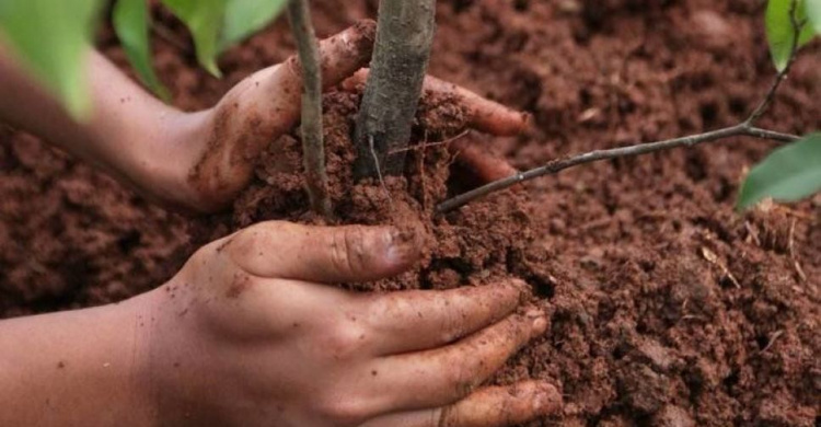 Жителей Кривого Рога приглашают озеленить и благоустроить город