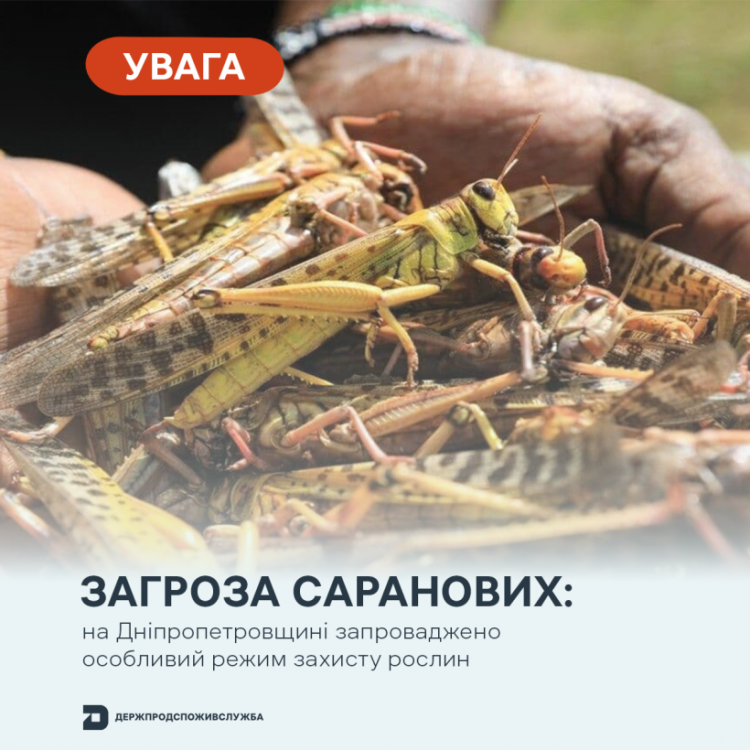На Криворіжжі зафіксували навалу сарани: що кажуть експерти