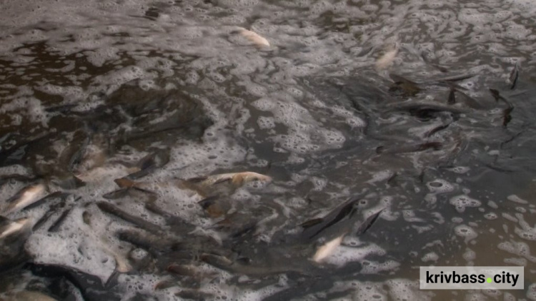 фото Суспільне